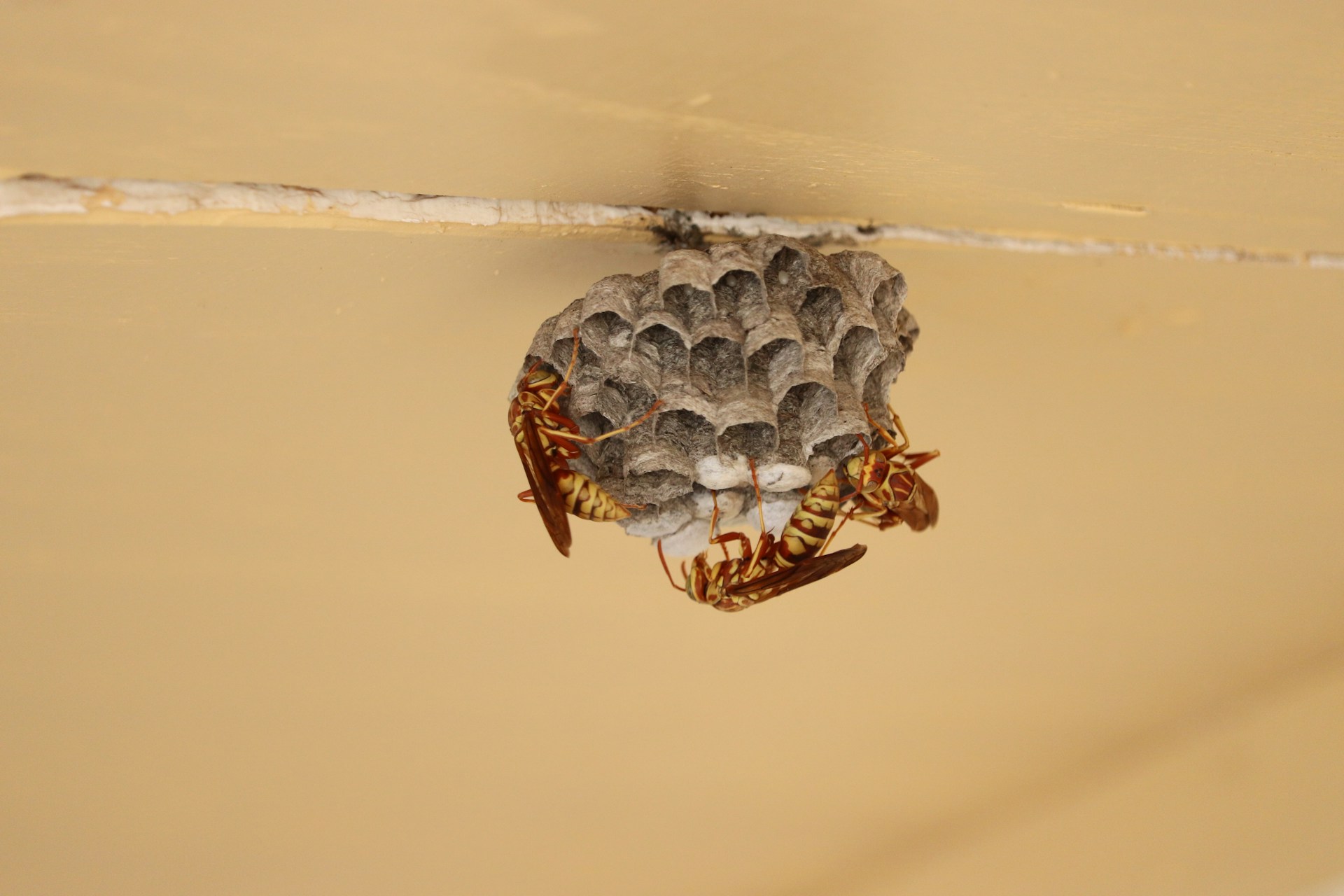 wasp nest